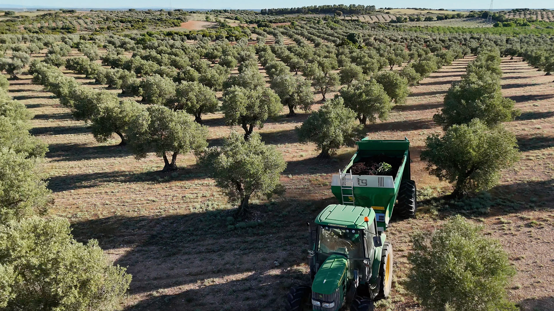 olivar-aereo