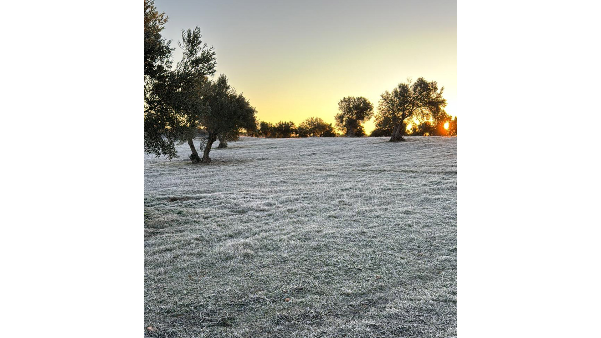 olivar-nevado-1