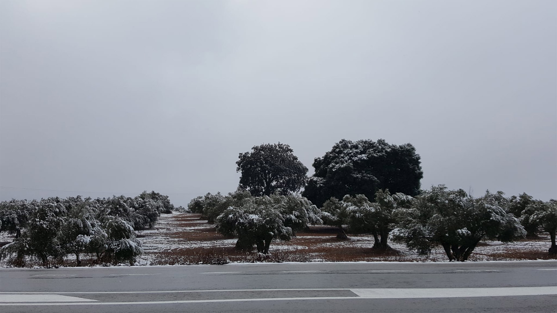 olivar-nevado-2