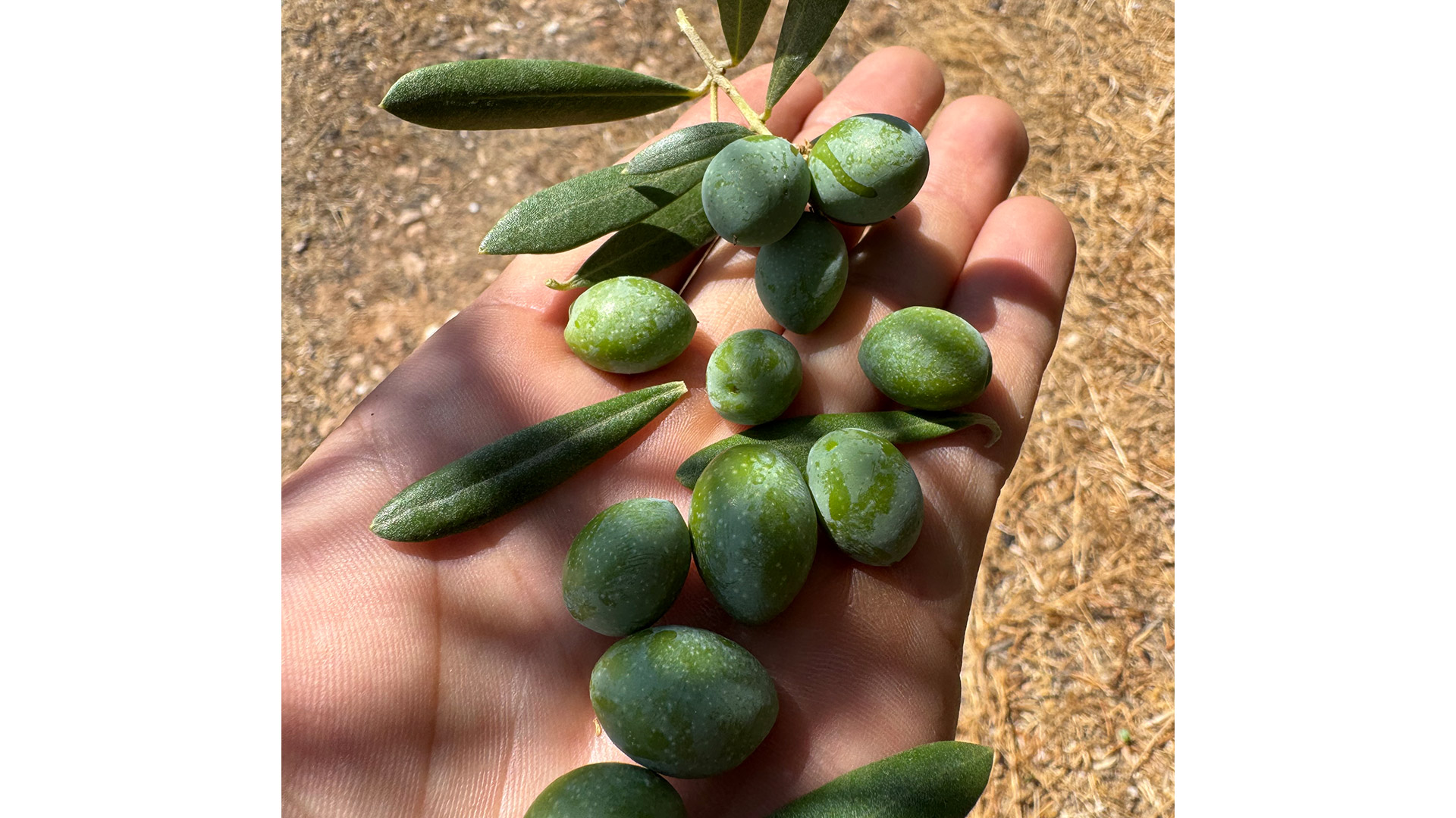 olivas-2
