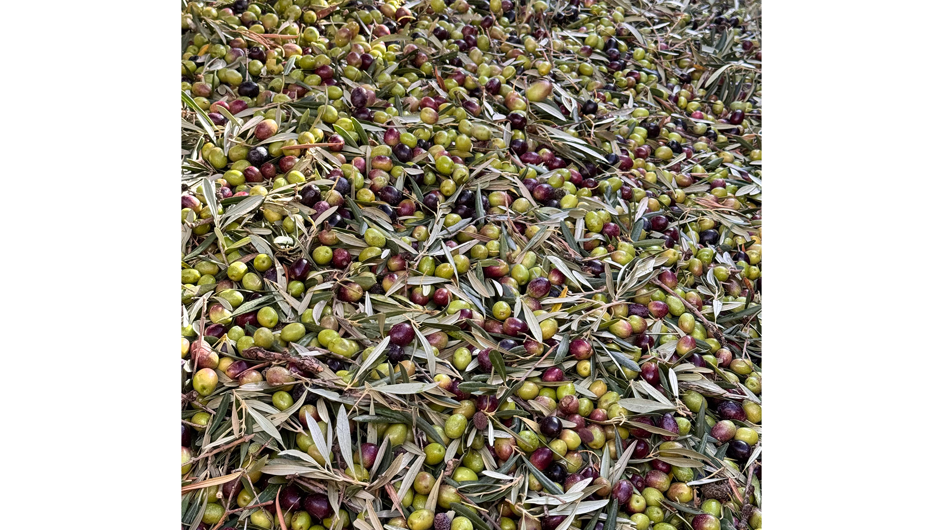 olivas