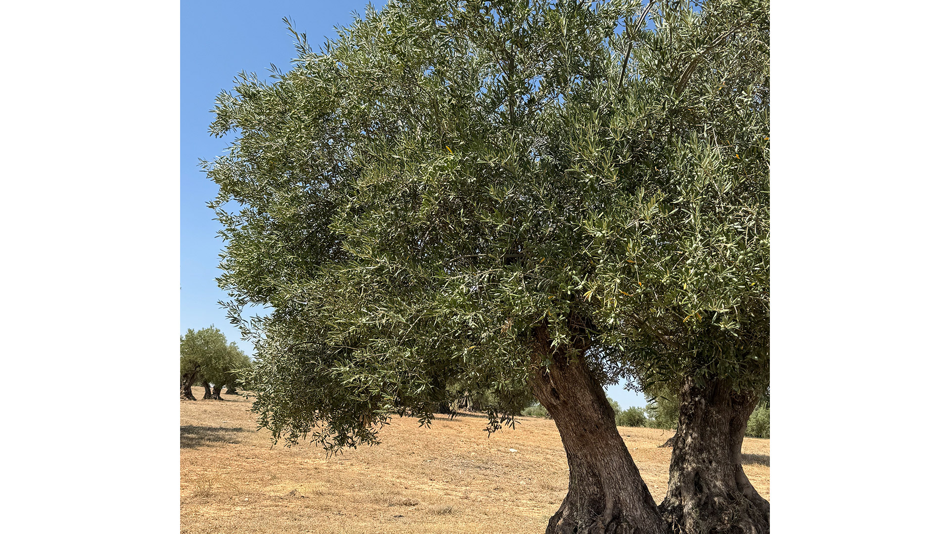 olivo